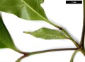 SpeciesSub: subsp. melanotricha